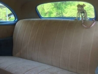 1941 Chevrolet Special Deluxe for sale in Cadillac, Michigan (ID-48775)