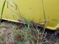 1963 Ford Econoline for sale in Cadillac, Michigan (ID-48343)