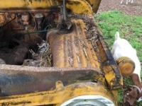 1965 Dodge 600 for sale in Cadillac, Michigan (ID-48032)