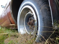 1975 AMC Pacer for sale in Cadillac, Michigan (ID-48003)